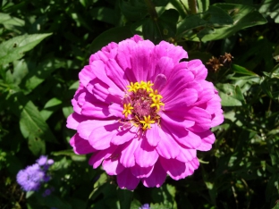 Zinnia elegans 'Dream'