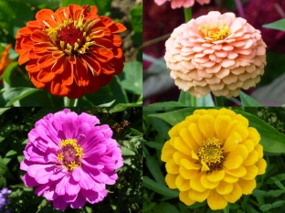 Zinnia elegans 'Mischung hoher Sorten'