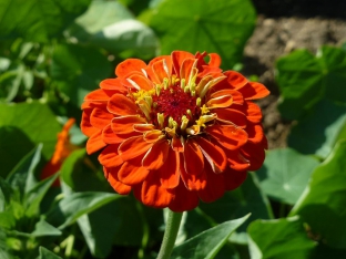 Zinnia elegans 'Orange King'