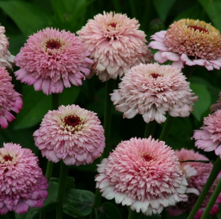 Zinnia elegans 'Zinderella Lilac'