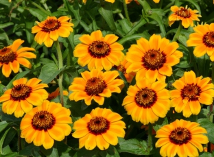 Zinnia haageana 'Soleado'