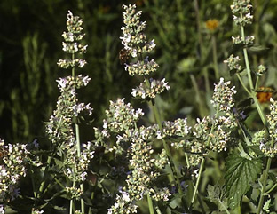 Nepeta cataria var. citriodora