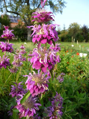 Monarda citriodora