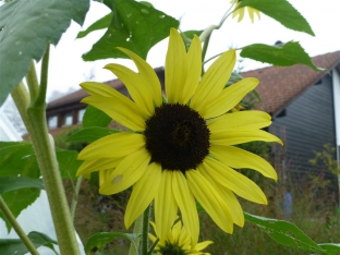 Helianthus annuus 'Lemon Queen'