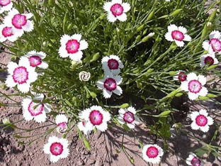 Dianthus deltoides 'Arctic Fire'