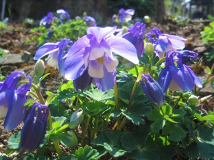 Aquilegia flabellata var. pumila