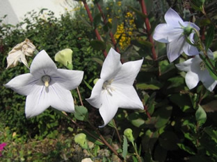 Platycodon grandiflorus 'Fairy Snow'