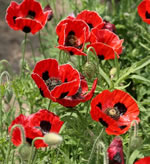 Mohn 'Ladybird'