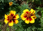 Niedrige gelb-braune Tagetes