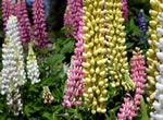 Niedrige Lupine (Mischung)