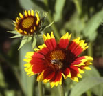 Niedrige Rot-Gelbe Kokardenblume