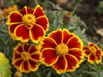 Niedrige Rote Tagetes