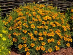 Orangefarbene Tagetes