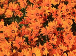 Orangefarbenes Kapkrbchen
