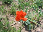 Orangener Hornmohn