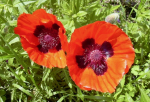 Roter Staudenmohn