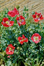 Rot-Weier Schlafmohn