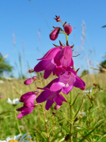 Roter Bartfaden 'Sunburst Ruby'