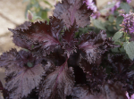 Rotblttrige Perilla, Shiso