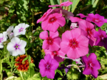 Einjhriger Phlox, Flammenblume