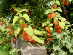 Hohe Lampionblume