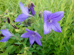 Blaue Ballonblume