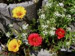 Portulakrschen