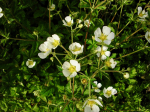 Felsen-Fingerkraut