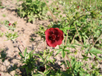 Dunkelrotes Fingerkraut