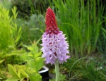 Orchideenprimel