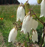 Punktierte Glockenblume