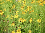 Gelbe Prriezapfenblume