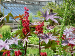 Rotblttriger Ricinus, Wunderbaum