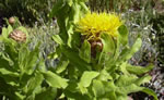 Riesenbltige Flockenblume