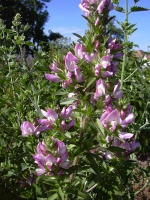 Rosa Hauhechel