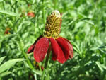 Rote Präriezapfenblume