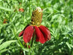 Rote Prriezapfenblume