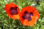 Roter Staudenmohn