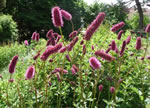 Roter Wiesenknopf