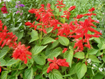 Feurroter Prachtsalbei (niedrig)