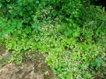 Rundblttriger Steinbrech