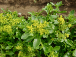 Groes Gold-Sedum