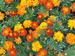 Tagetes 'Bunte Mischung'