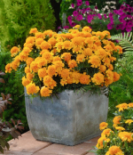 Goldgelbe Studentenblume, Tagetes