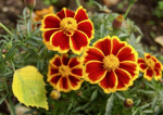 Niedrige Rote Tagetes