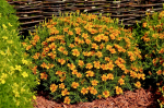Orangefarbene Tagetes