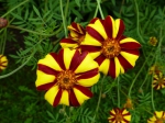 Hohe gestreifte Tagetes