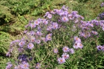 Violette Rauhblatt-Aster