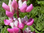 Wei-Rosa Garten-Lupine