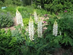 Weie Garten-Lupine